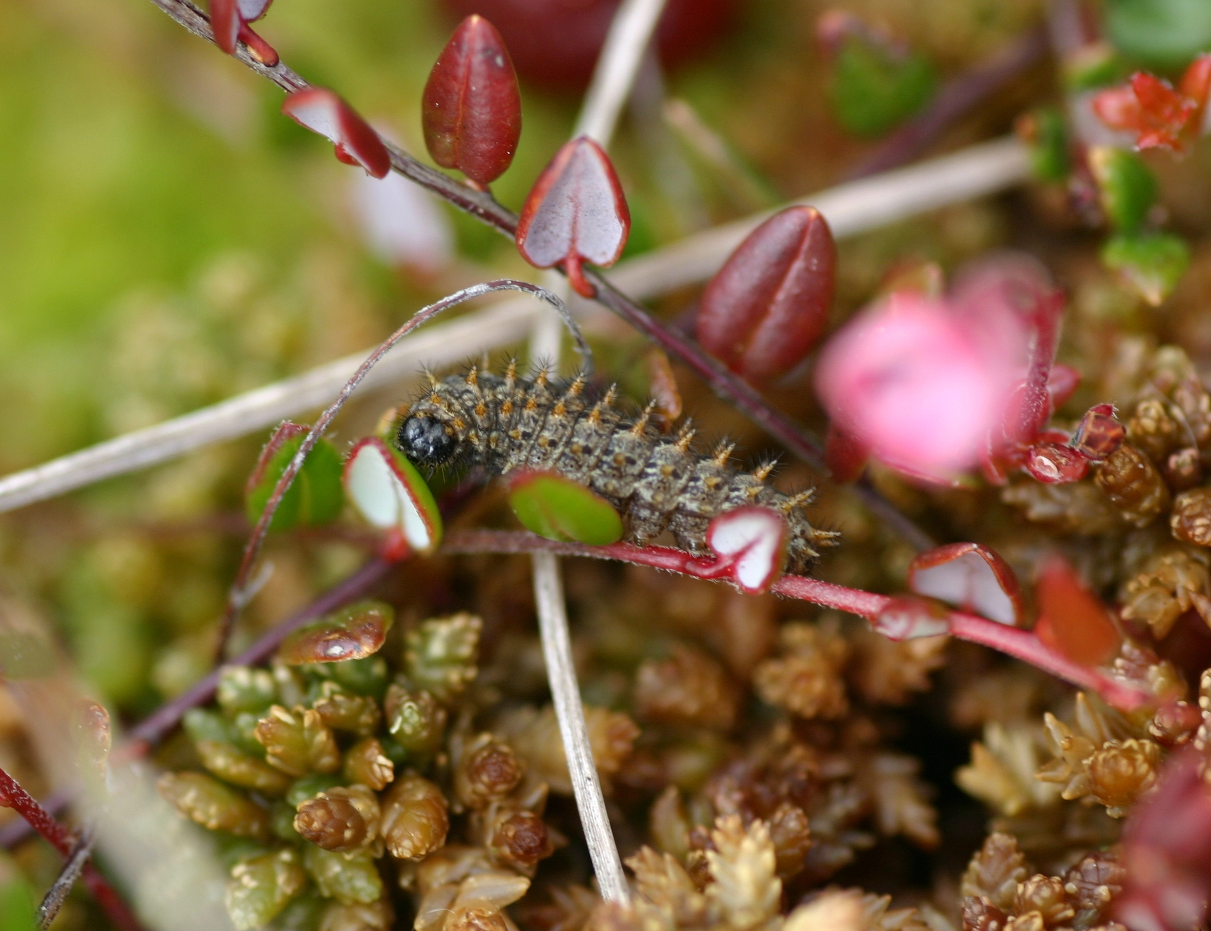 Veenbesparelmoervlinder rups boloria aquilonaris Michiel Wallis de Vries IMG_4545.jpg